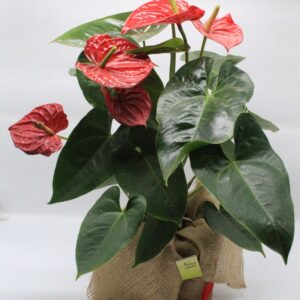 Ανθούριο κόκκινο