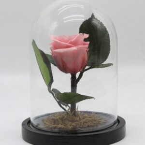 For ever Roses ροζ σε γυάλινη καμπάνα 21cm
