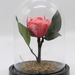 For ever Roses φούξια σε γυάλινη καμπάνα 21cm
