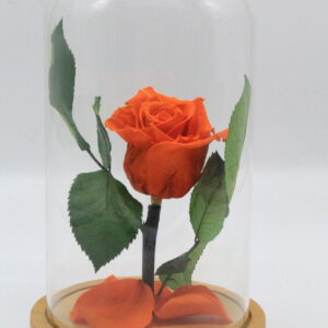 For ever Roses πορτοκαλί σε γυάλινη καμπάνα 26cm