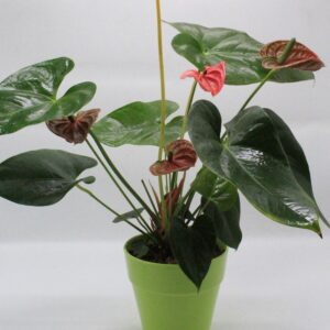 Ανθούριο κόκκινο σε κασπώ