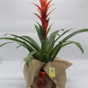 Γκουσμάνια κόκκινη μεγάλη