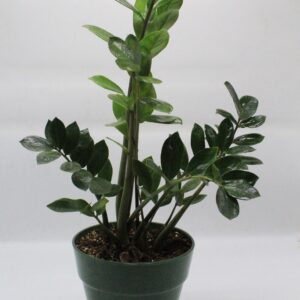 Ζάμια μεσαία σε κασπώ