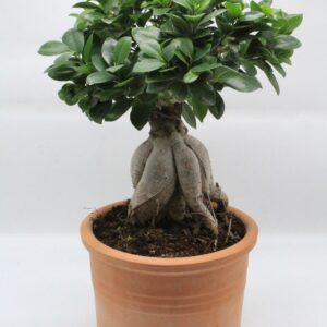 Μπονσάι σε πήλινο 02