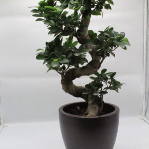 Μπονσάι σε πήλινο 03