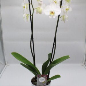 Ορχιδέα φαλαίνοψις λευκή σε κασπώ 02