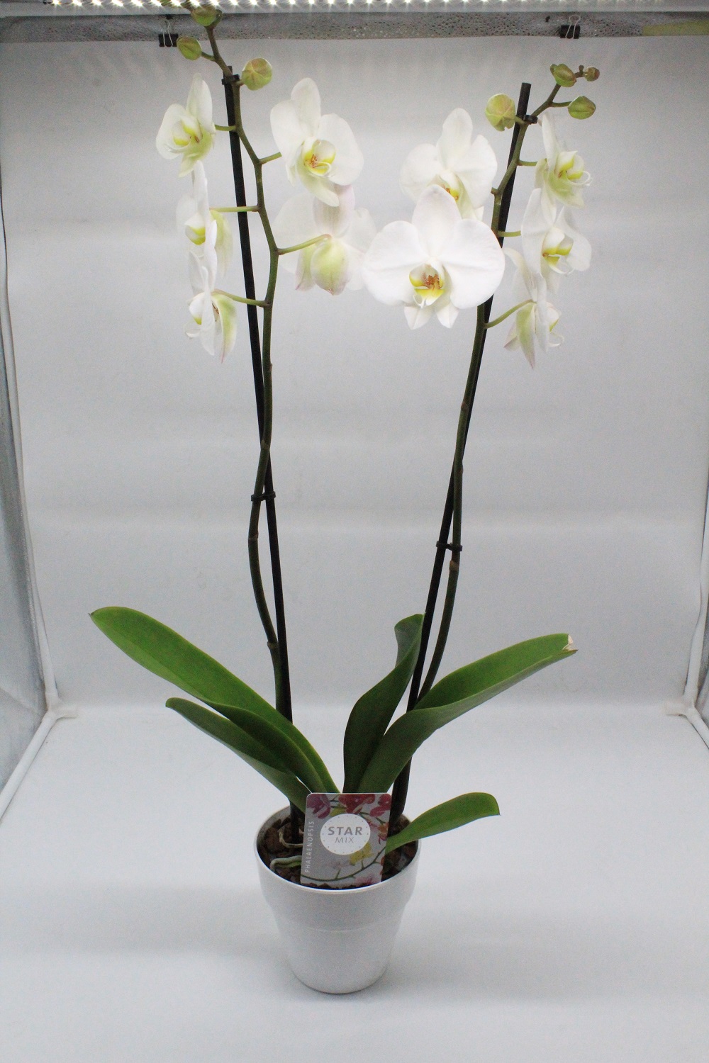 IMG_3293 2 Ορχιδέα φαλαίνοψις λευκή σε κασπώ 02