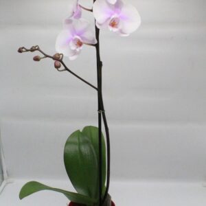 Ορχιδέα φαλαίνοψις ροζ σε κασπώ