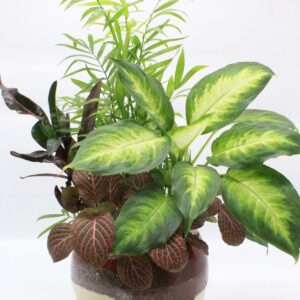 Σύνθεση φυτών