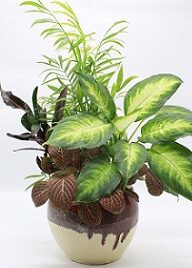 Φυτά Εσωτερικού Χώρου