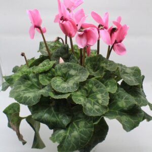 Κυκλάμινο ροζ