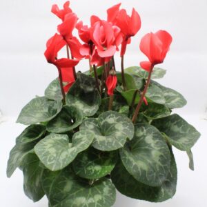 Κυκλάμινο κόκκινο